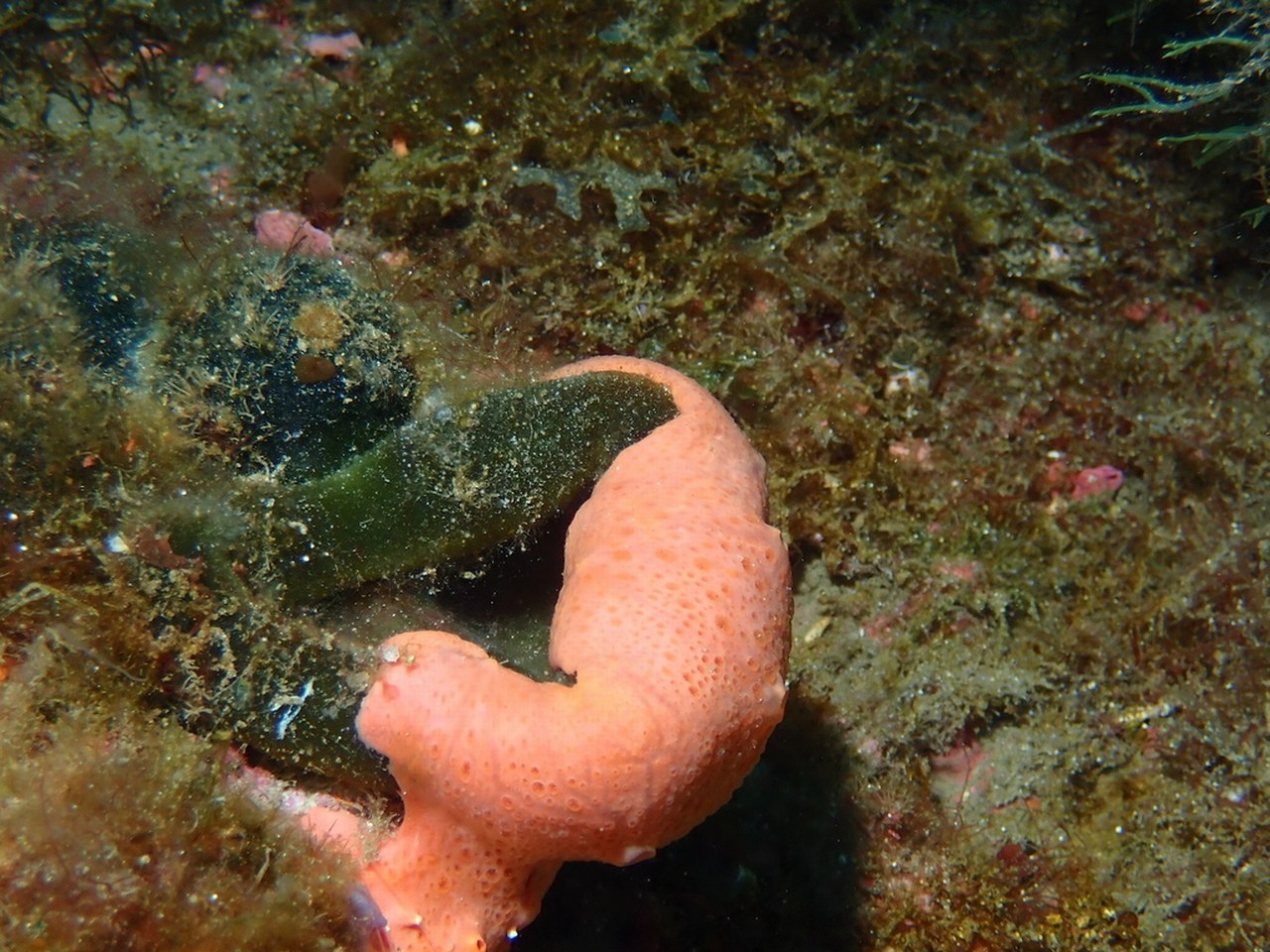 Crella rosea